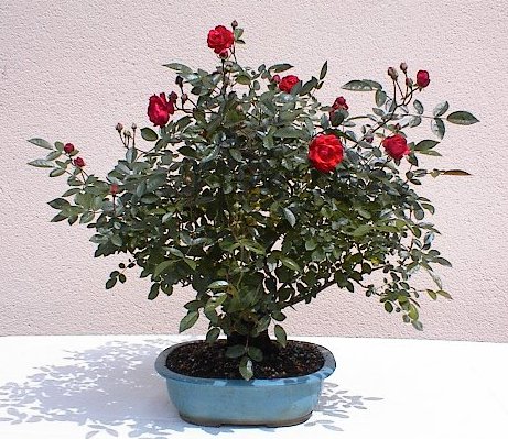 Rosa_bonsai_-_2m.jpg