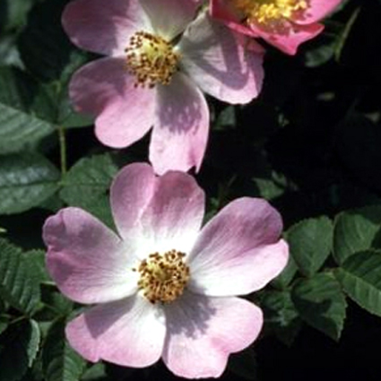 rosa_canina.jpg