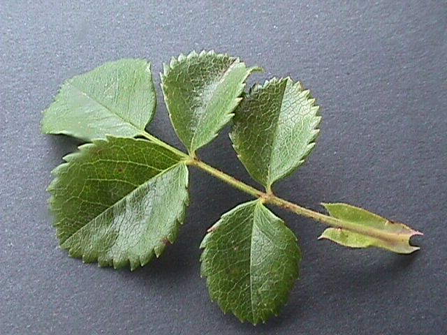 Rosa_canina_65.jpg