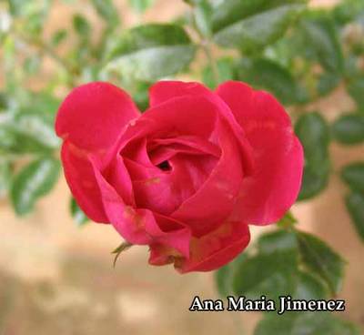 Rosa_Casa_PU1.jpg