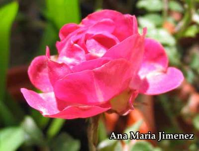 Rosa_Casa_PU2.jpg