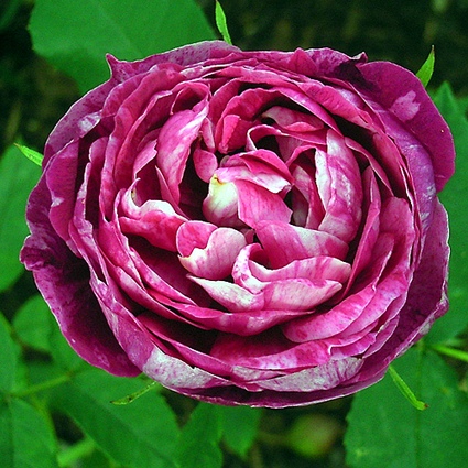rosa_commandant_beaurepaire.jpg