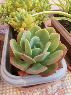 rosa_de_pedra_%2528echeveria%2529_01.jpg