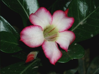 rosa_del_desierto_adenium.JPG