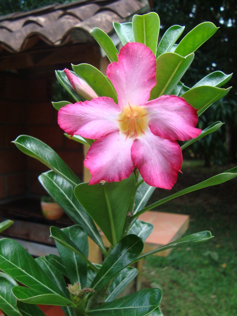 rosa_del_desierto_by_cerezoinwonderland-d48zn7u.jpg