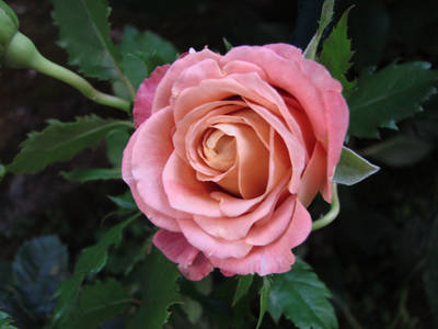rosa_desconocida.jpg