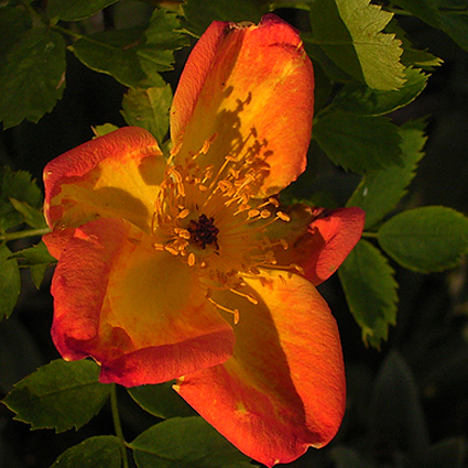 rosa_foetida_bicolor.jpg