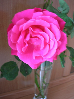rosa_fucsia_casa-ok.JPG