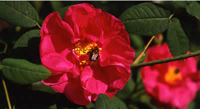 rosa_gallica_officinalis.jpg