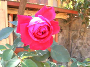 rosa_gr_inf.JPG