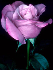 rosa_ht_charles_de_gaulle.jpg
