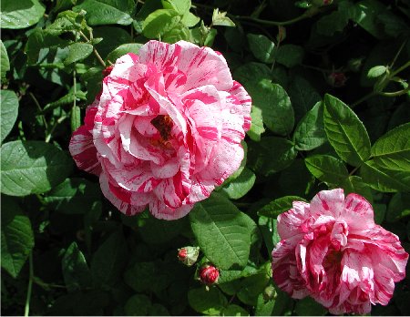 rosa_mundi.jpg