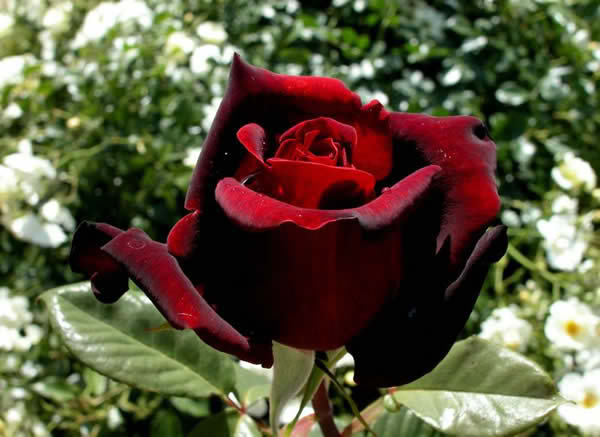 rosa_negra.jpg