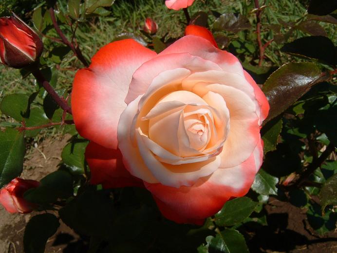 rosa_nostalgia.JPG