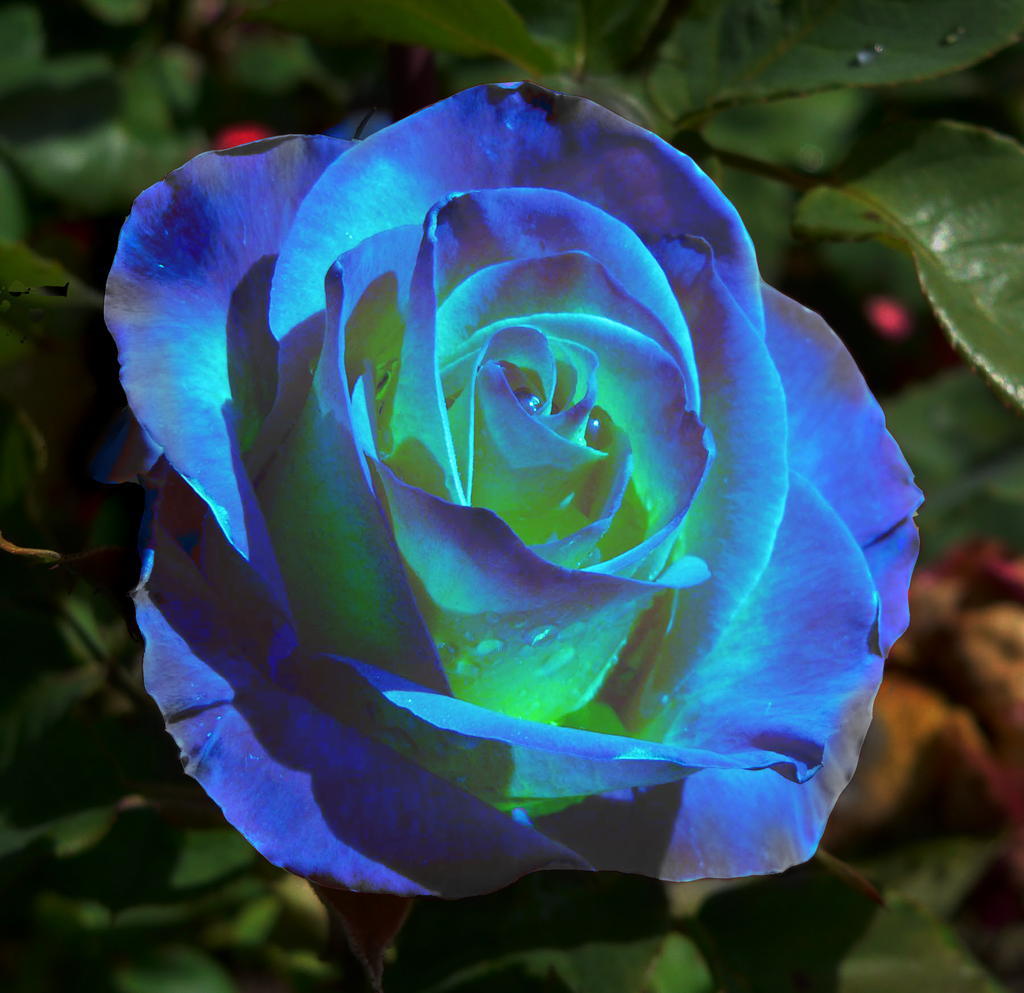 Rosa_Perfect_Moment_3copy.png