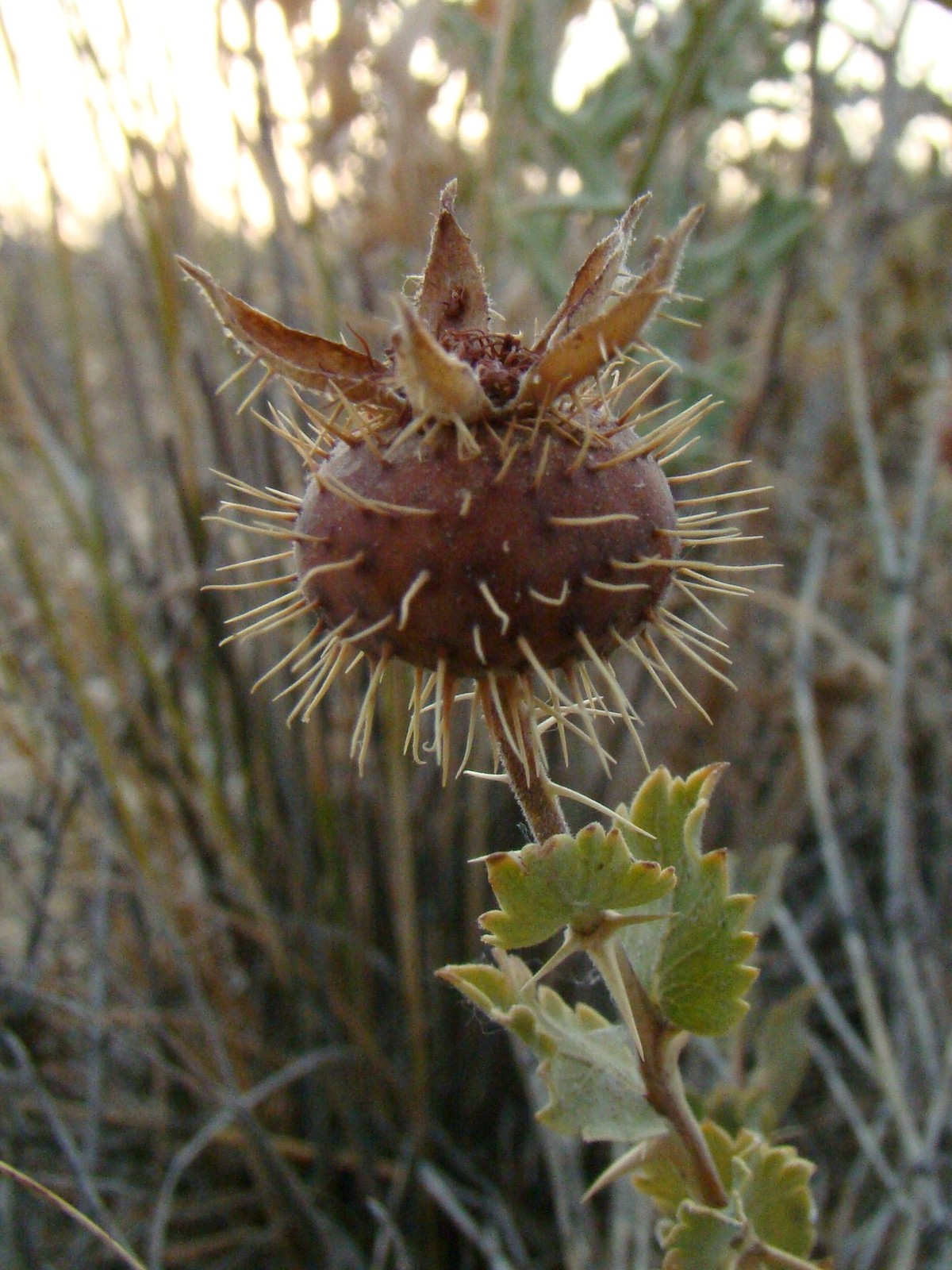 Rosa_persica%3B_Baikonur_03.jpg