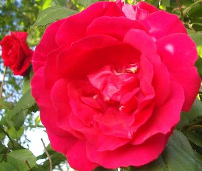 rosa_red.jpg