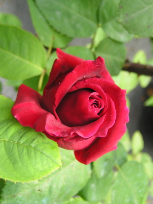 Rosa_roja2.jpg