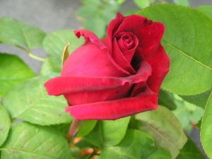 Rosa_roja3.jpg