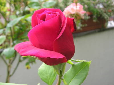 Rosa_roja4.jpg