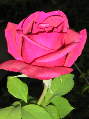 Rosa_roja_1_07.jpg