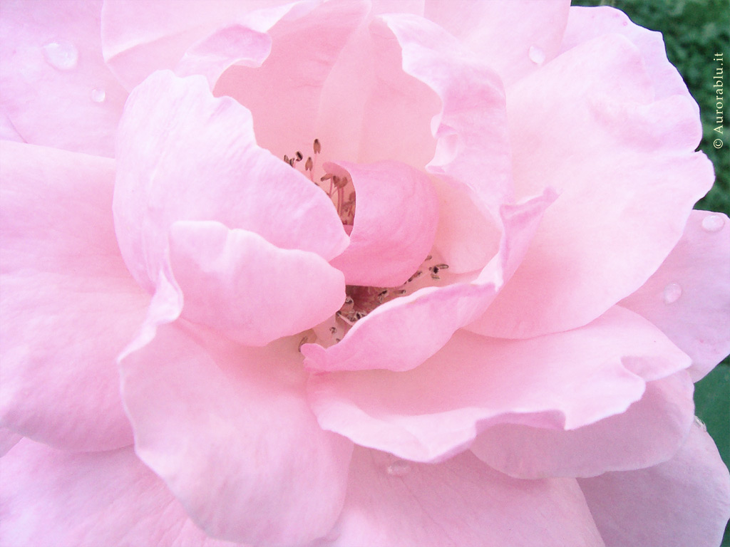 rosa_rosa1024.jpg