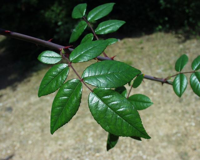 Rosa_sempervirens_02062003_5.JPG