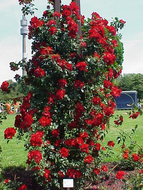 Rosa_sp.273.jpg