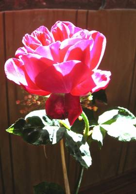 rosa_unica-fcs_sol-ventana_caba_a_ok.JPG