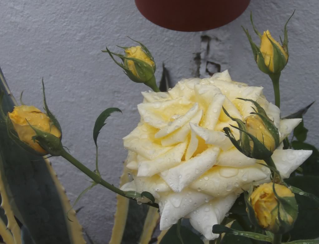 rosaamarillalluvia.jpg