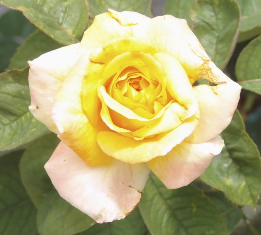 rosaamarillayrosa.jpg
