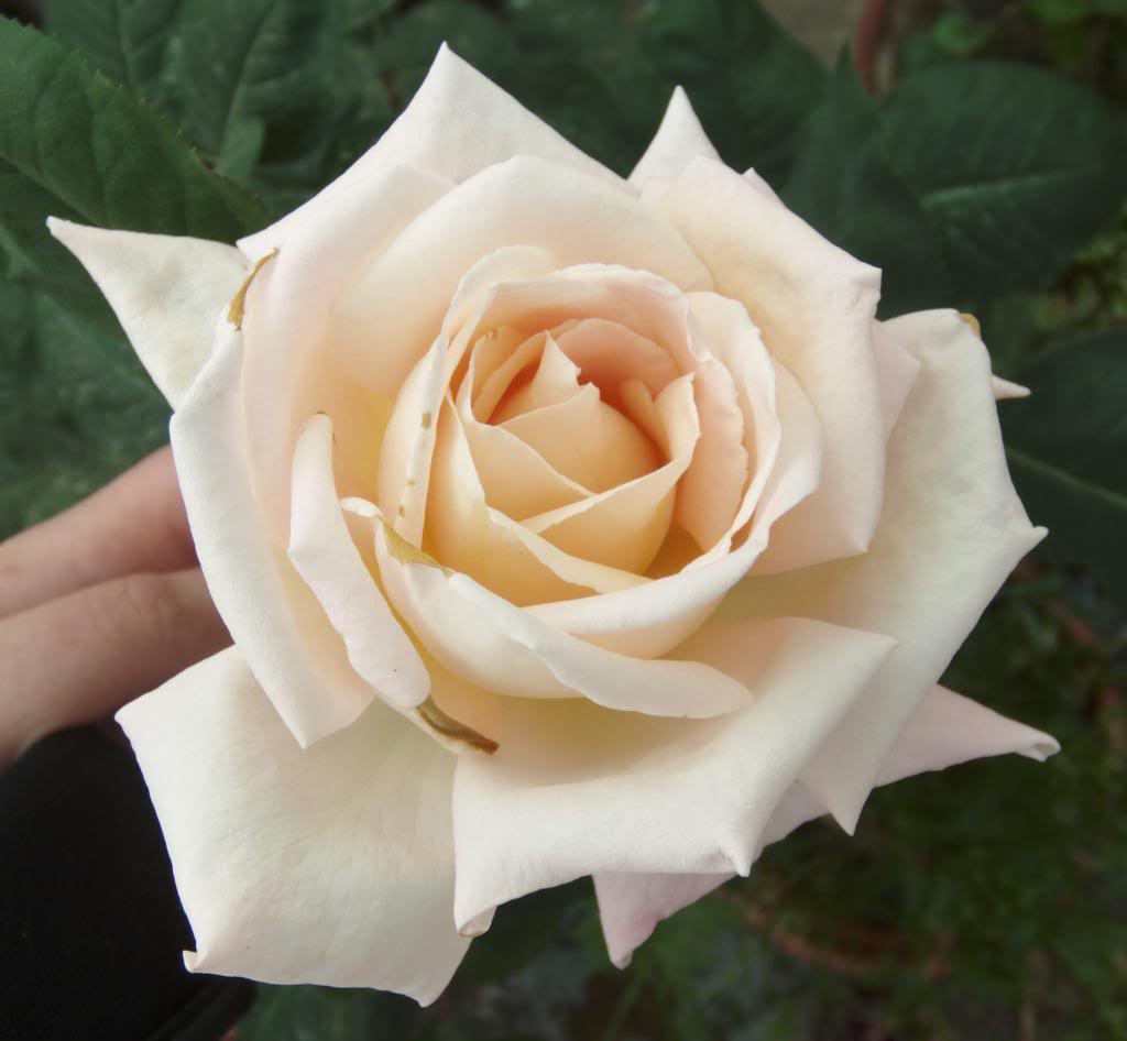 rosabeigeabierta6_zps7083141c.jpg
