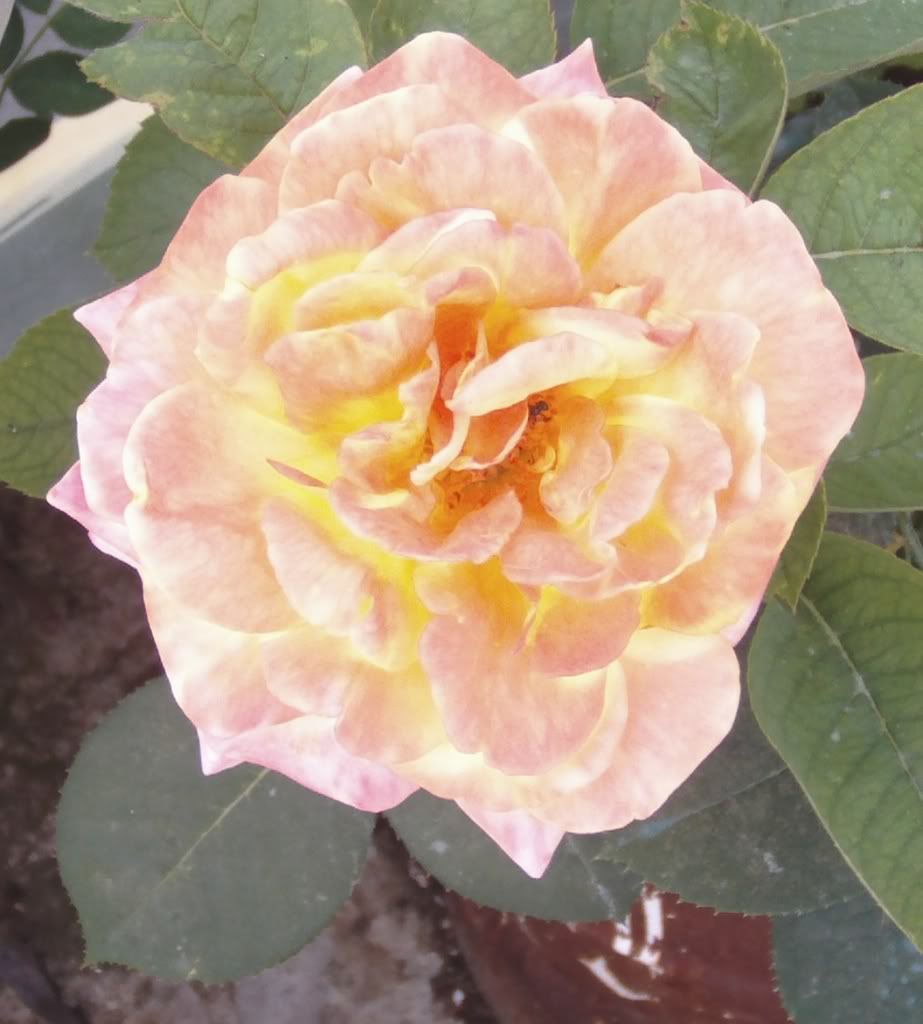 rosabicolorrosaconboresamarillos.jpg