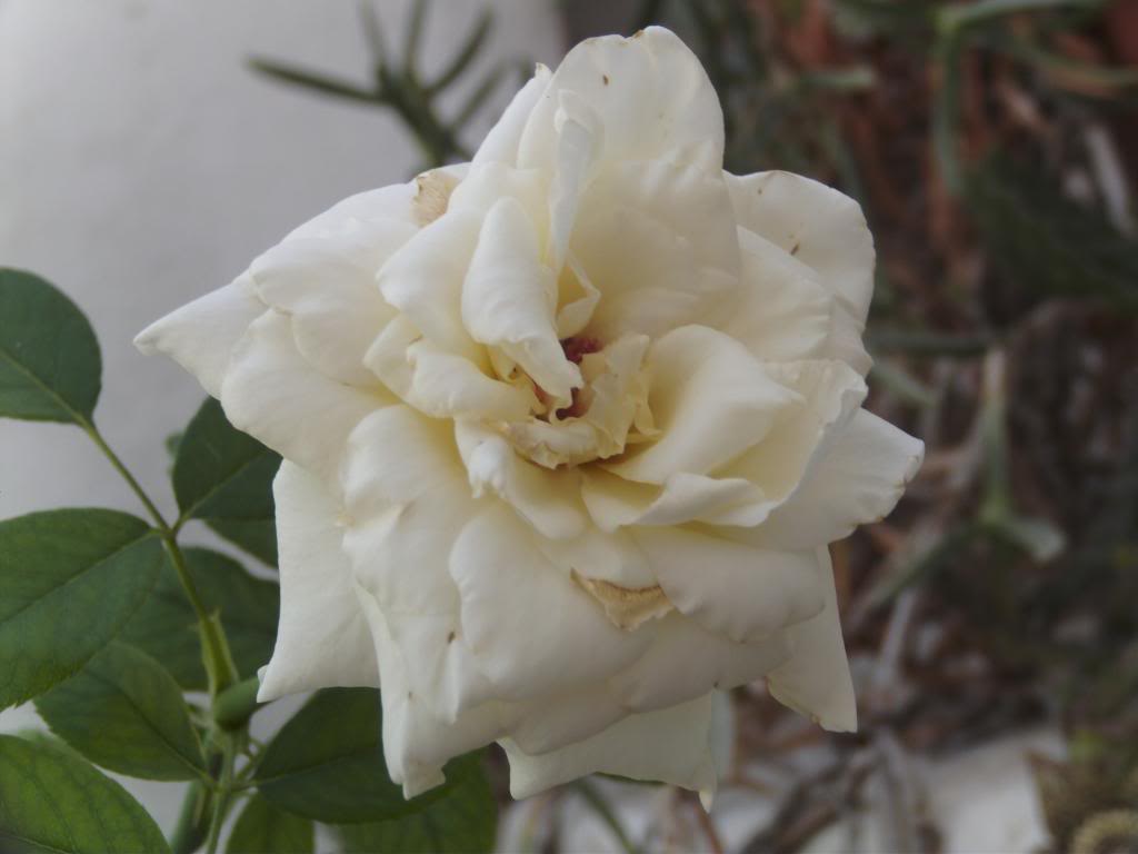 Rosablancaagosto2_zps66e9a826.jpg