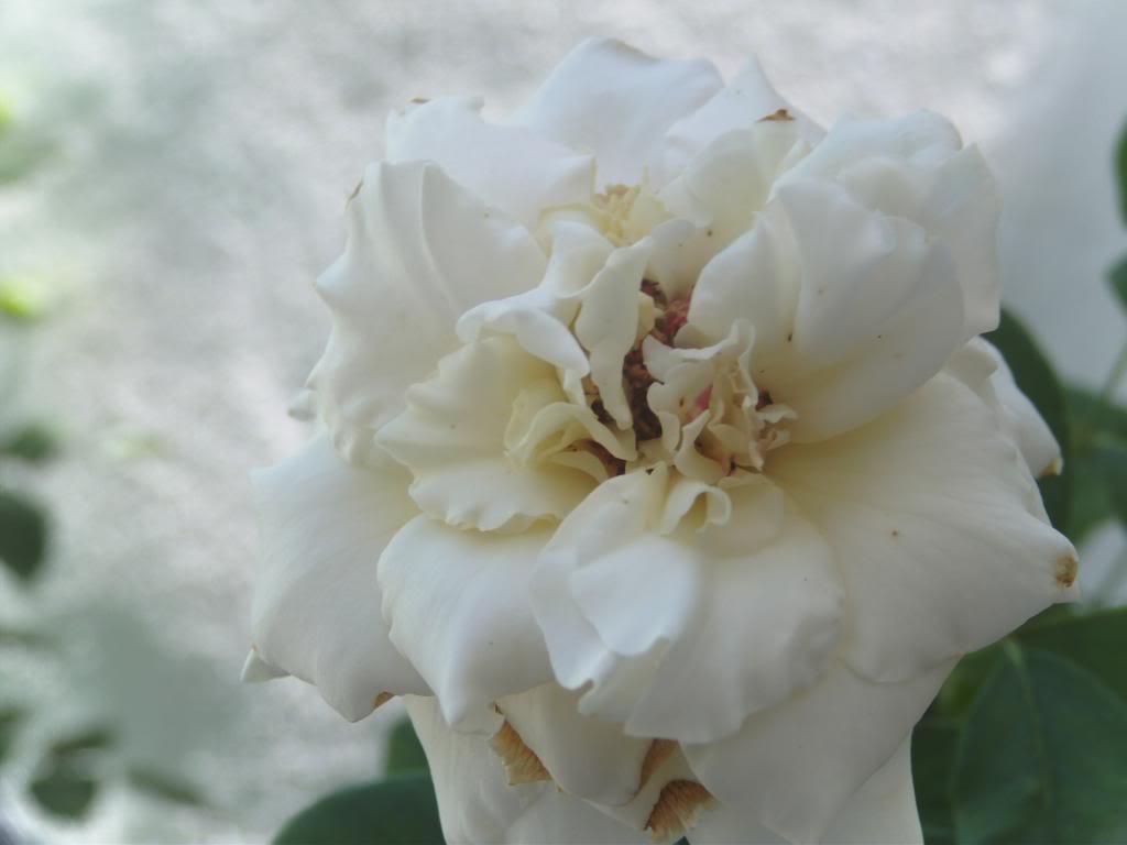 Rosablancaagosto_zps0b99e37e.jpg