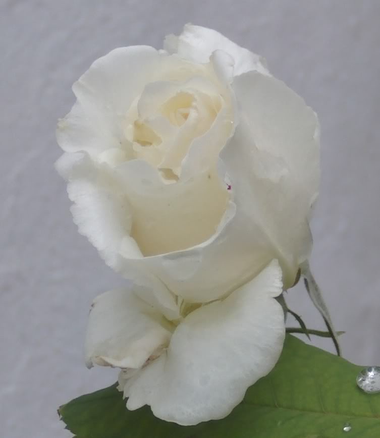 rosablancalluvia.jpg