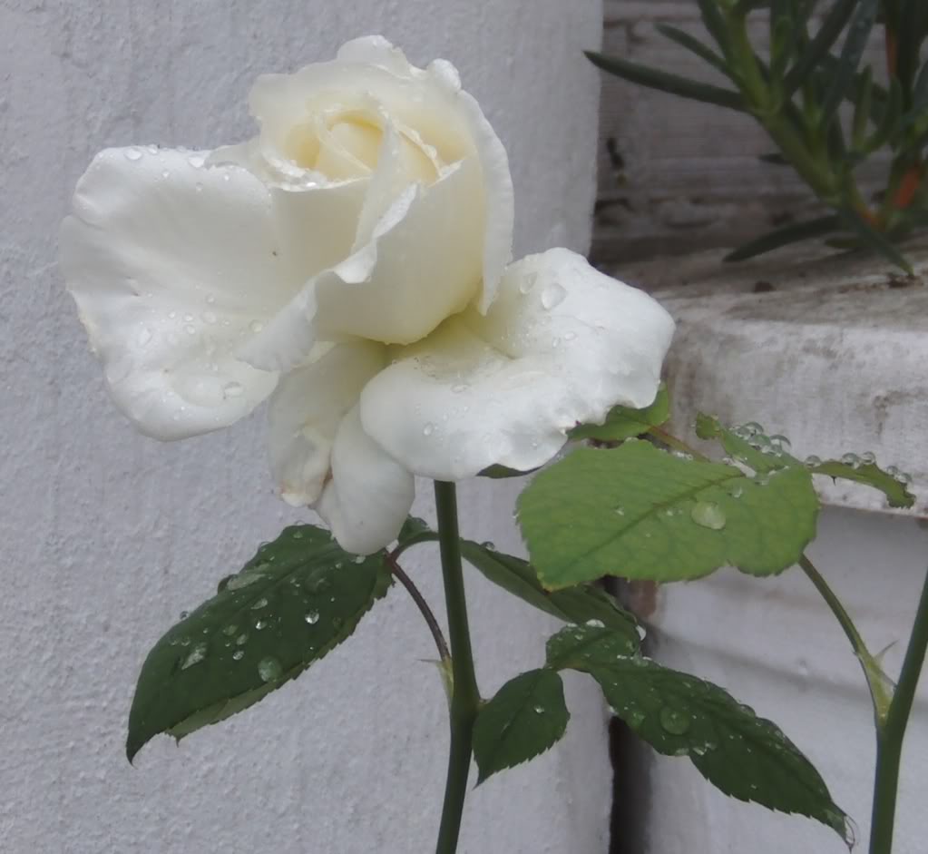 rosablancalluvia2.jpg