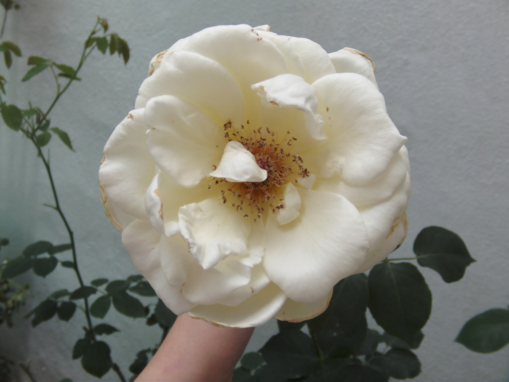 Rosacameliaabiertadeltodo.jpg