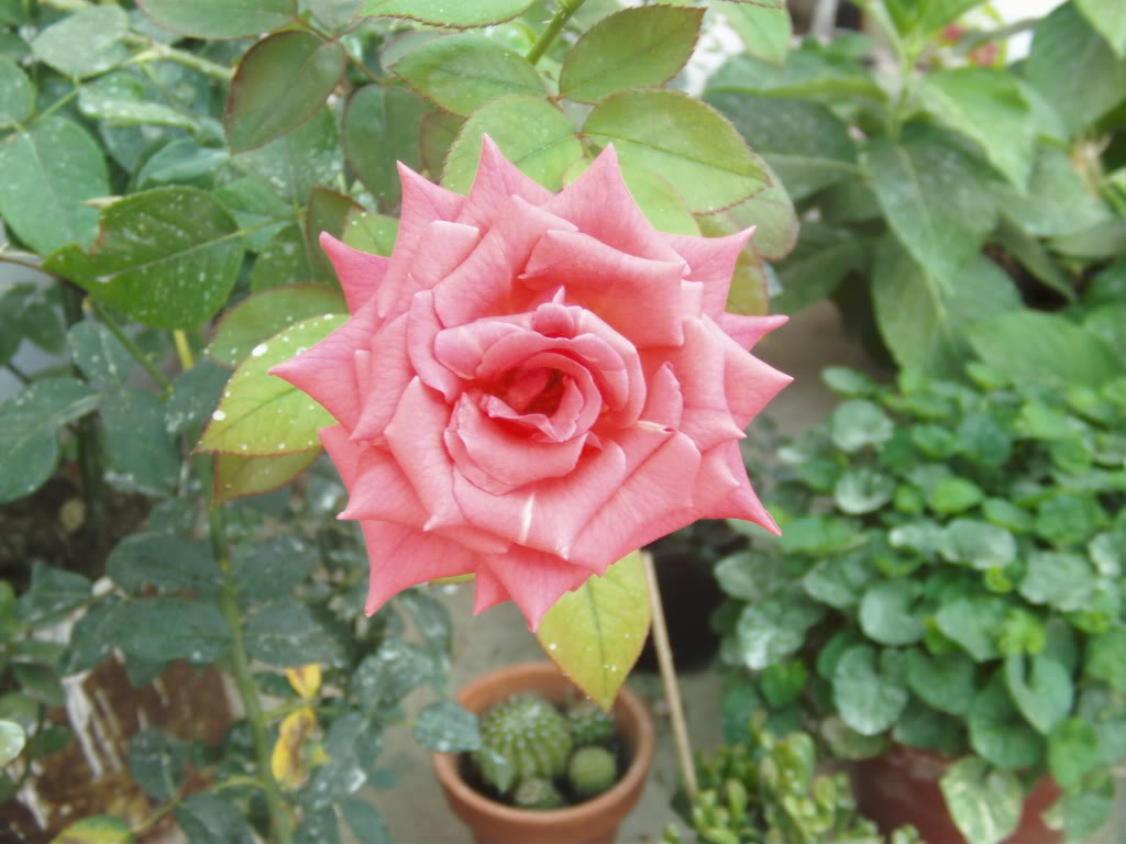 Rosacoralabiertatoldojpg.jpg