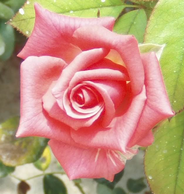 rosacoralamedioabrirtoldo-2.jpg