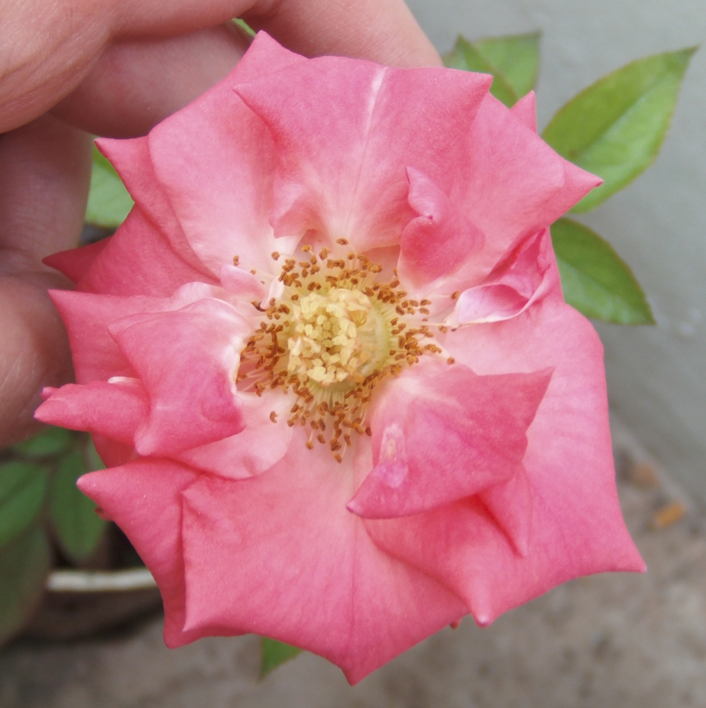 Rosacoralltimafloracin.jpg