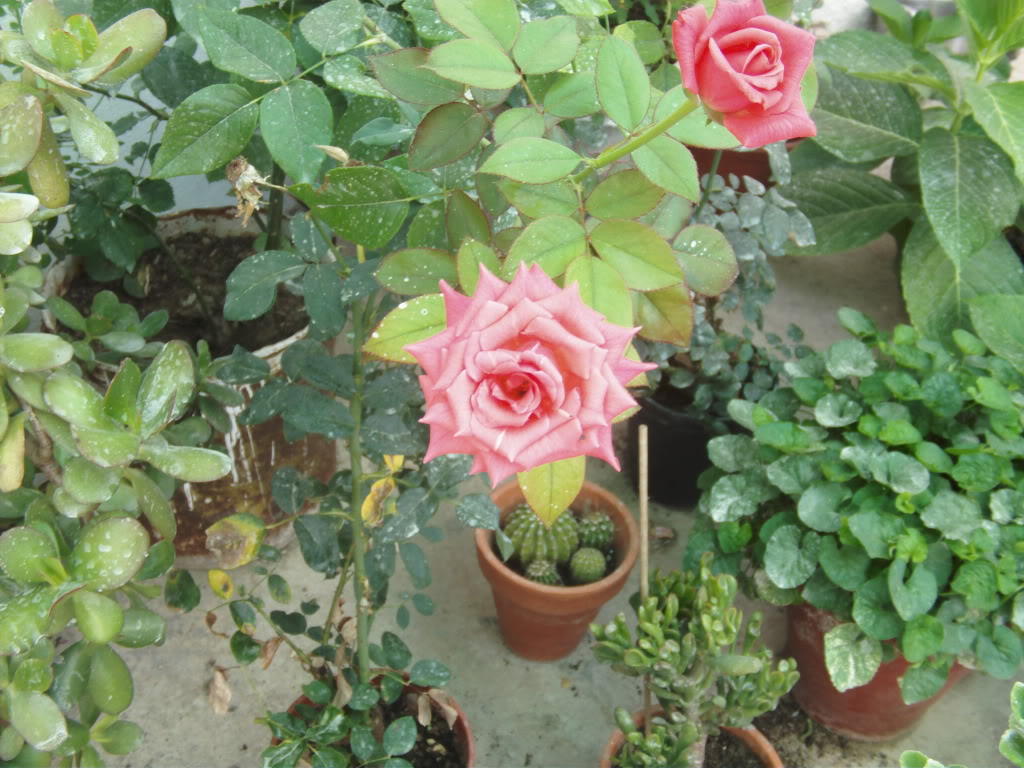 rosacoralycompaeratoldojpg.jpg