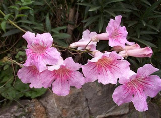 rosada1.bmp.jpg