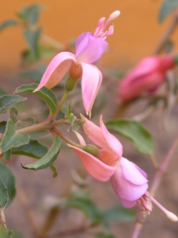 rosada2.jpg