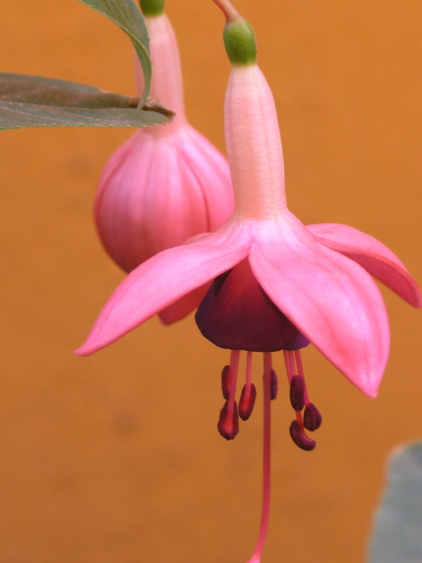 rosada3.jpg