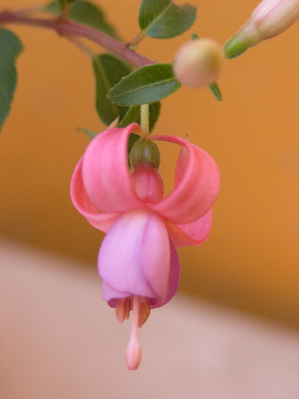 rosadapeque%F1a.jpg