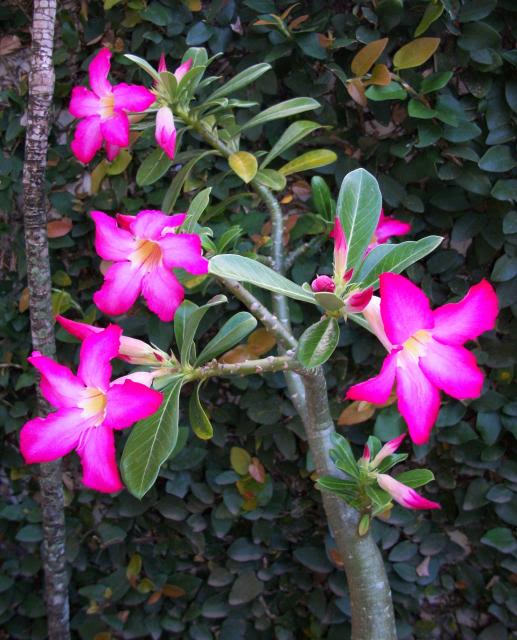 rosadeldesierto14.jpg