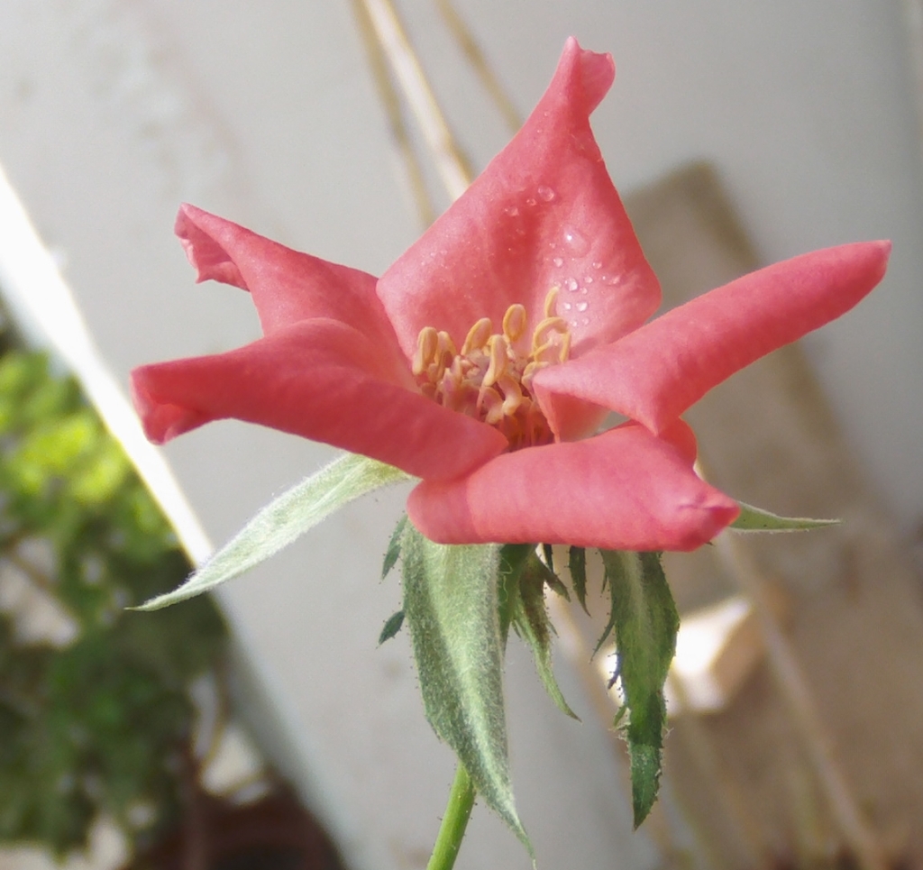 rosadesemilla3.jpg