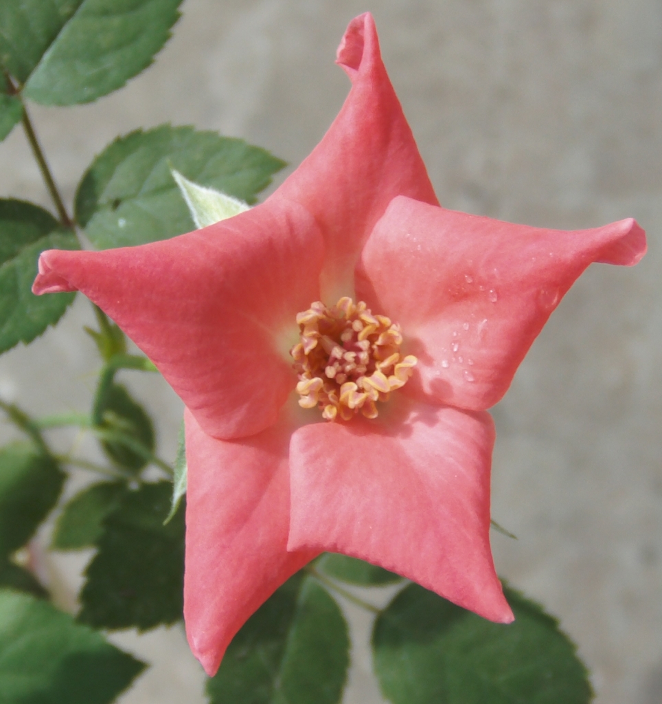 rosadesemilladecerca.jpg