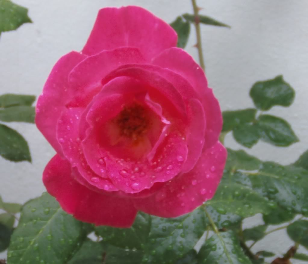 rosafucsialluvia2.jpg